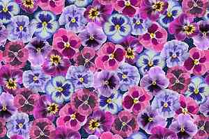 Ковролин ForboFlotex Vision Image 000410 Pink Floral фото  | FLOORDEALER